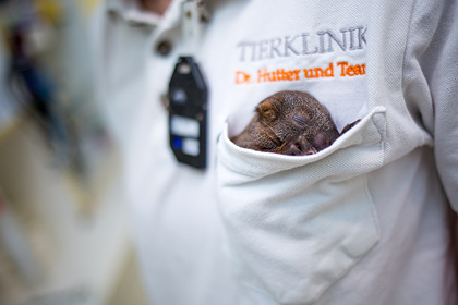 Stationäre Betreuung Tierklinik Hutter